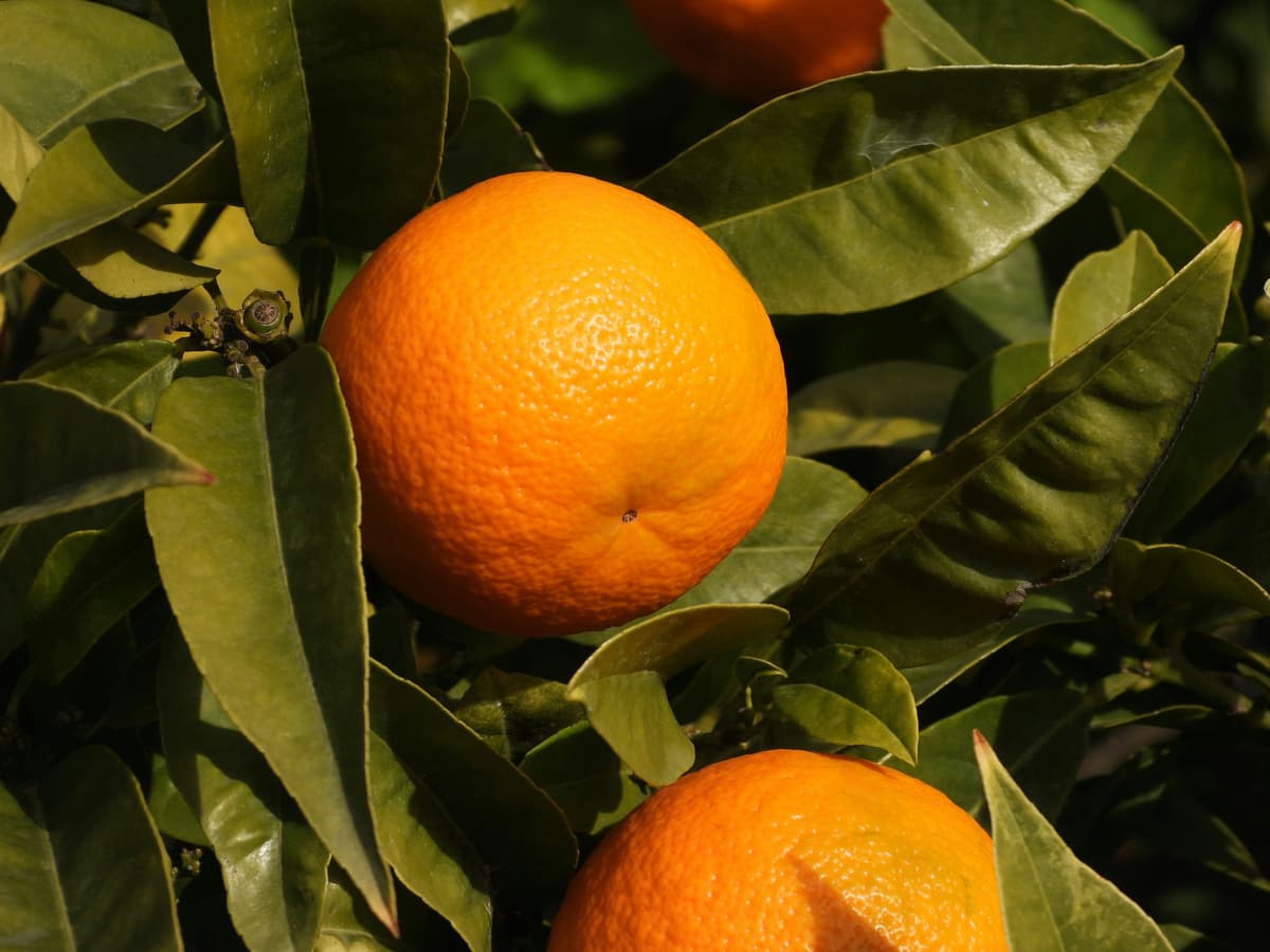 NARANJA VALENCIA